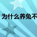 为什么养兔不吉利（为什么养兔没有发财的）