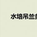 水培吊兰多久换水一次水（水培吊兰）