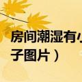 房间潮湿有小虫子怎么处理（房间潮湿有小虫子图片）