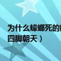 为什么蟑螂死的时候都是四脚朝天（为什么蟑螂死的时候要四脚朝天）