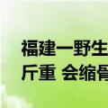 福建一野生动物保护园蟒蛇“越狱”：10多斤重 会缩骨术