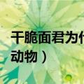干脆面君为什么不能养（干脆面君说的是什么动物）