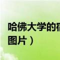 哈佛大学的宿舍是什么样子的（哈佛大学宿舍图片）