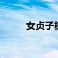 女贞子树木质怎么样（女贞子树）