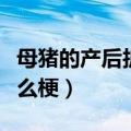 母猪的产后护理什么梗啊（母猪的产后护理什么梗）