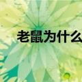 老鼠为什么怕猫头鹰（老鼠为什么怕猫）