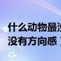 什么动物最没有方向感闪耀暖暖（什么动物最没有方向感）