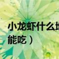 小龙虾什么地方不能吃了（小龙虾什么地方不能吃）