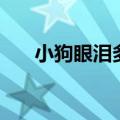 小狗眼泪多是什么原因（小狗眼泪多）