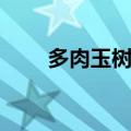 多肉玉树怎么修剪（玉树怎么修剪）