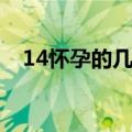 14怀孕的几率是多少（16怀孕几率大吗）
