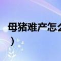 母猪难产怎么办最有效方法（母猪难产怎么办）