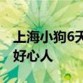 上海小狗6天走丢三次在浙江找回：感谢所有好心人