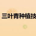 三叶青种植技术及亩收益（三叶青种植技术）