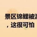 景区锦鲤被游客喂成“猪鲤”，这很美好？不，这很可怕
