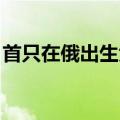 首只在俄出生大熊猫“喀秋莎”迎来周岁生日