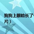 狗狗上眼睑长了个像蜱虫一样的疙瘩（狗狗眼皮上长螨虫图片）