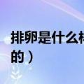 排卵是什么样子的图片大全（排卵是什么样子的）