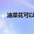 油菜花可以吃吗图片（油菜花可以吃吗）