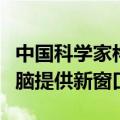 中国科学家构建脑类器官模型，为研究人类大脑提供新窗口