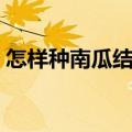 怎样种南瓜结瓜多视频（怎样种南瓜结瓜多）
