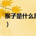 猴子是什么原因长出来的（长猴子是什么原因）