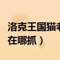 洛克王国猫老大怎么超进化（洛克王国猫老大在哪抓）