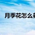 月季花怎么养才能活得好（月季花怎么养）