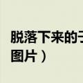脱落下来的子宫内膜啥样（掉出来的子宫内膜图片）