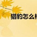 猎豹怎么样值得入手吗（猎豹怎么样）