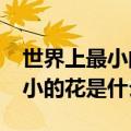 世界上最小的花是什么花?无花果（世界上最小的花是什么花）