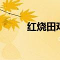 红烧田鸡怎么做好吃（红烧田鸡）