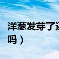 洋葱发芽了还能吃吗孕妇（洋葱发芽了还能吃吗）