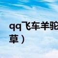 qq飞车羊驼草草和考拉王子（qq飞车羊驼草草）