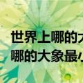 世界上哪的大象最小脑筋急转弯三字（世界上哪的大象最小）