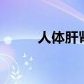 人体肝肾的位置图（肾的位置图）
