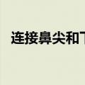 连接鼻尖和下巴（鼻尖和下巴长痘的原因）