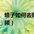 蛏子如何去除内脏视频（蛏子内脏怎么去除视频）